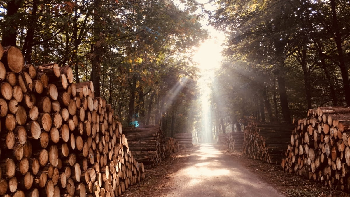 houtstapel in bos