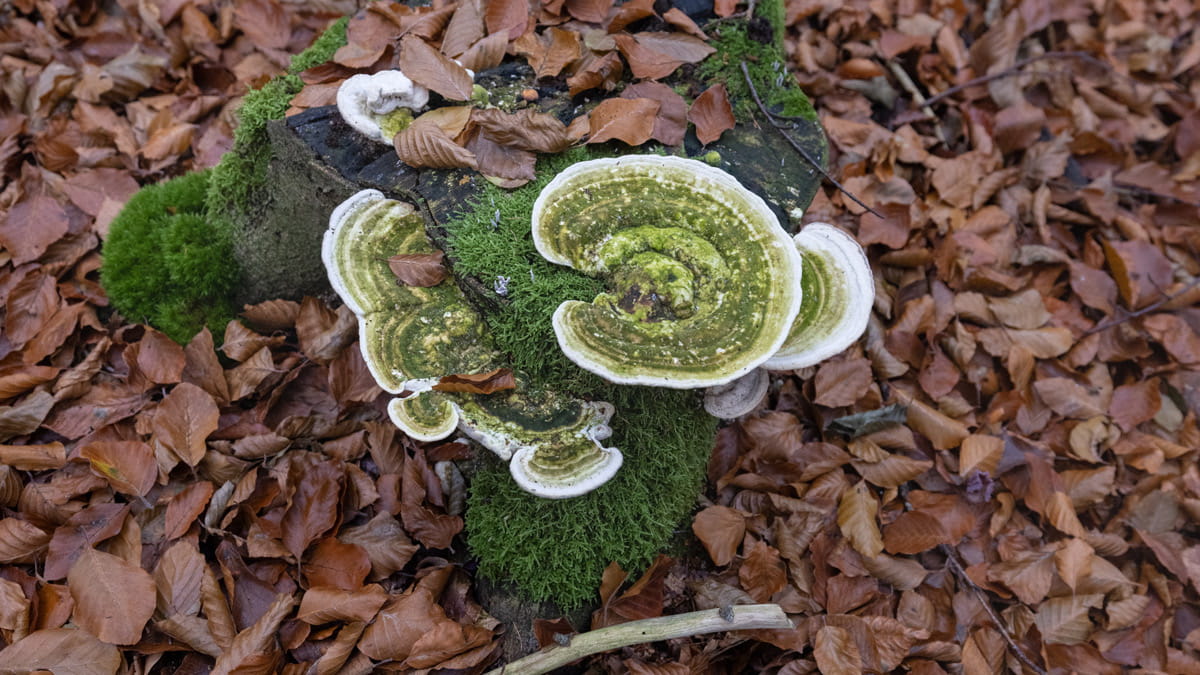 paddenstoel in bos