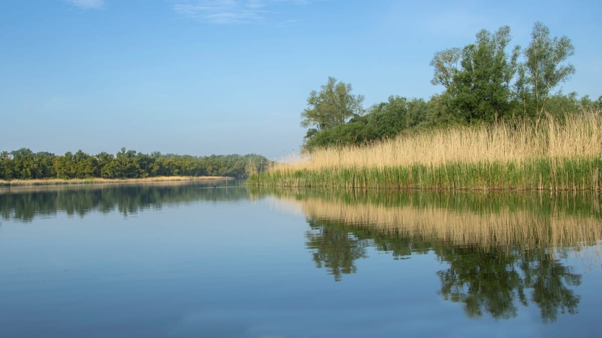 Biesbosch