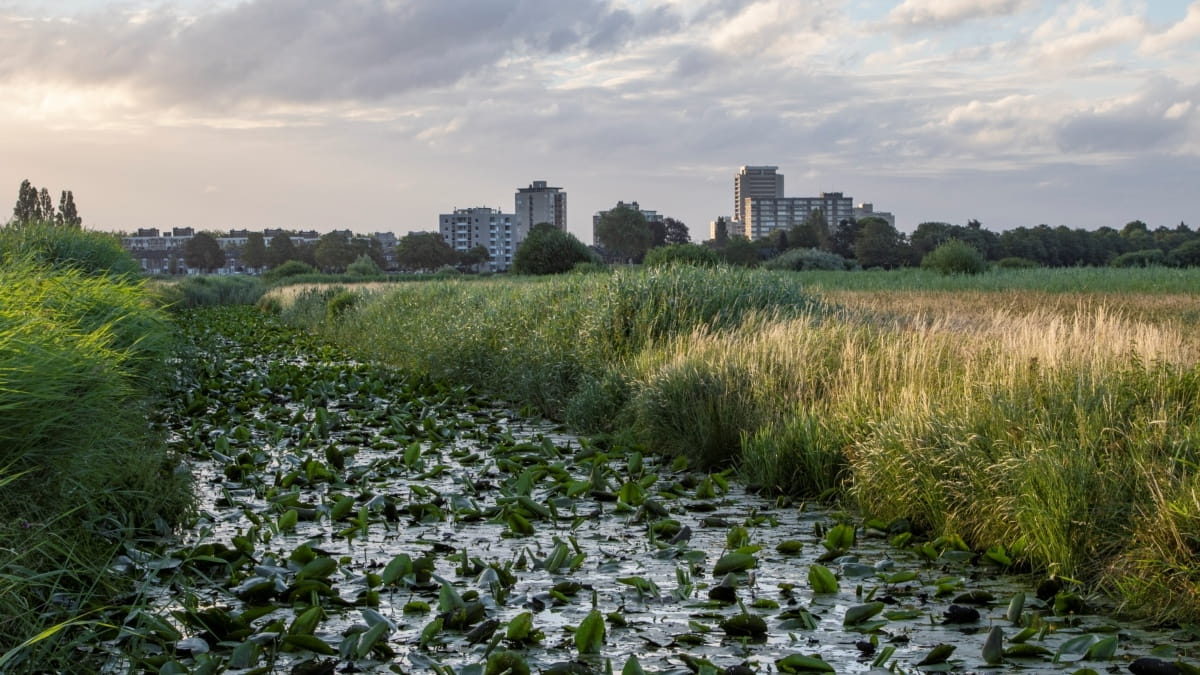 sloot en hooilanden in bossche broek