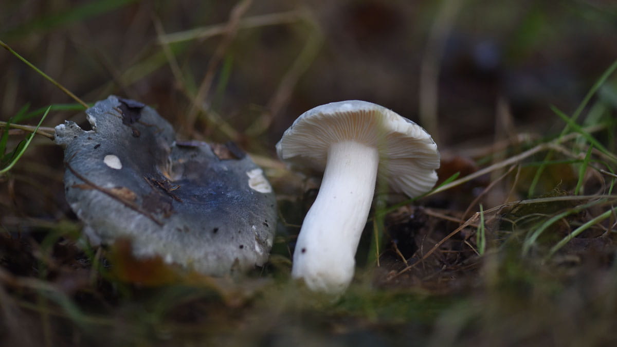 paddenstoelen 